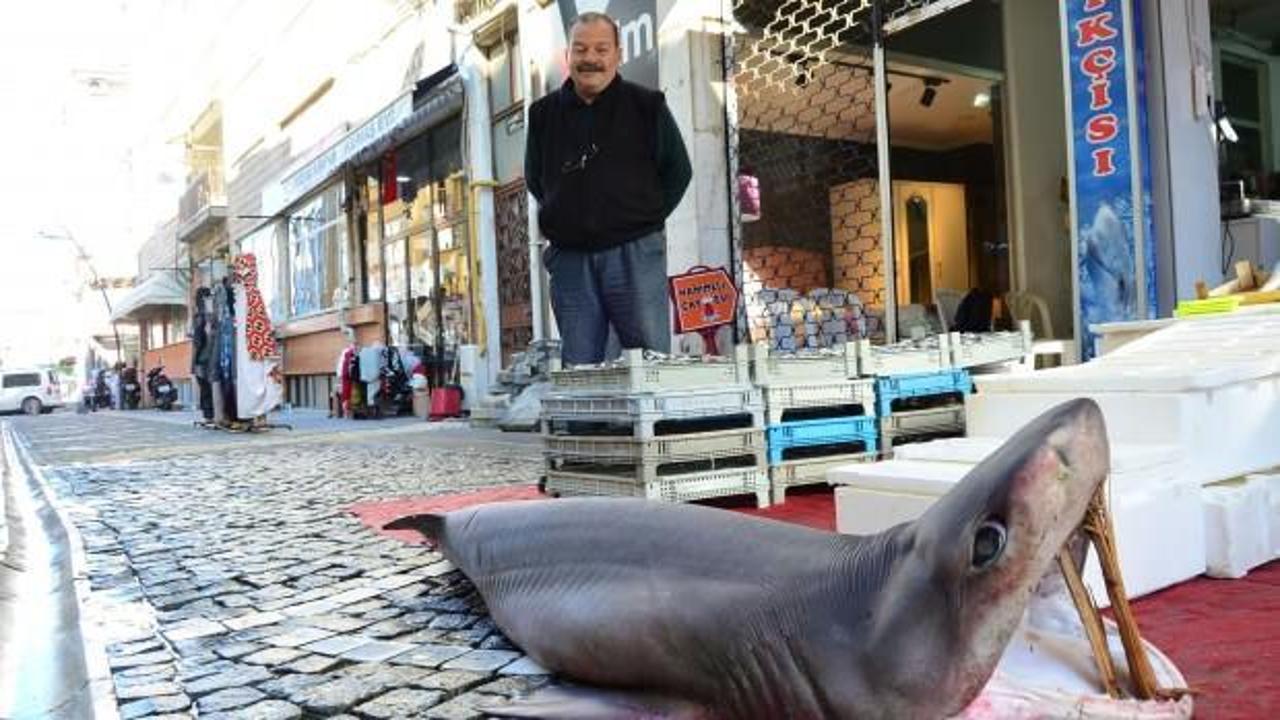 'Bu sene Marmara’da çok fazla köpek balığı var'