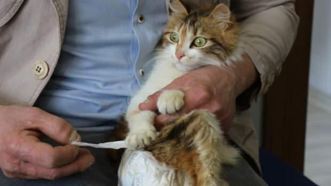 Fel&ccedil; kalan kedisine evladı gibi bakıyor