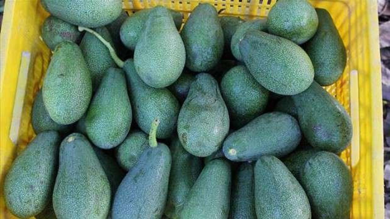 Avokado ihracatı 5 yılda 41 katına çıktı