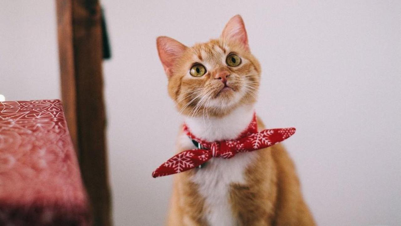 Kedilere tuvalet alışkanlıkları nasıl kazandırılır? Kedilerde tuvalet eğitimi