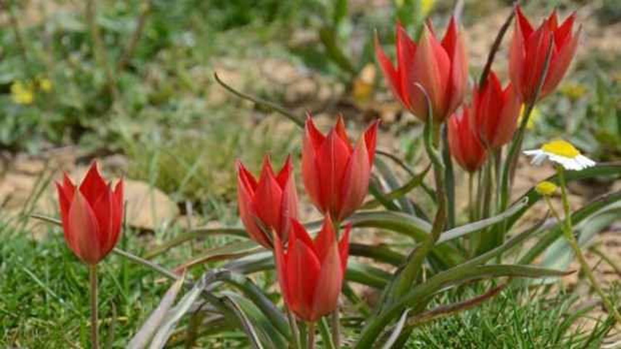 Bu &ccedil;iceği koparmanın cezası 73 bin 747 TL