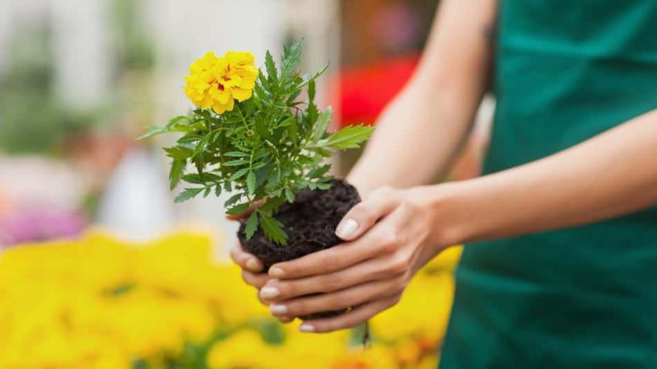Evde bitki yetiştirmenin nedenleri? Evde çiçek yetiştirmek zararlı mı?