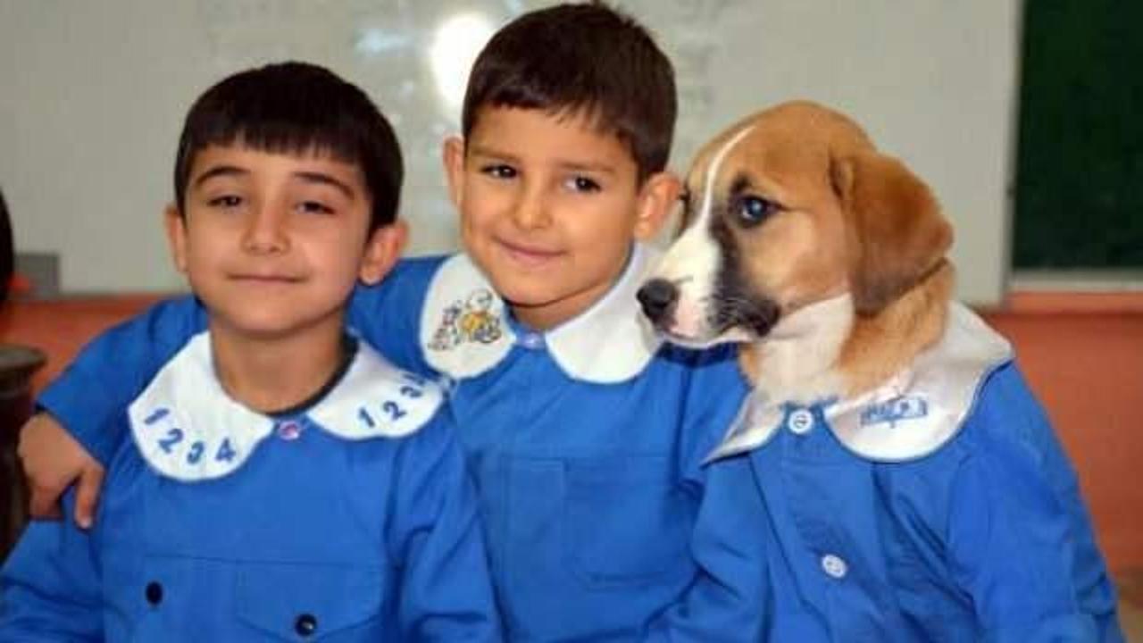 Okulun maskotu olan köpek hastalandı