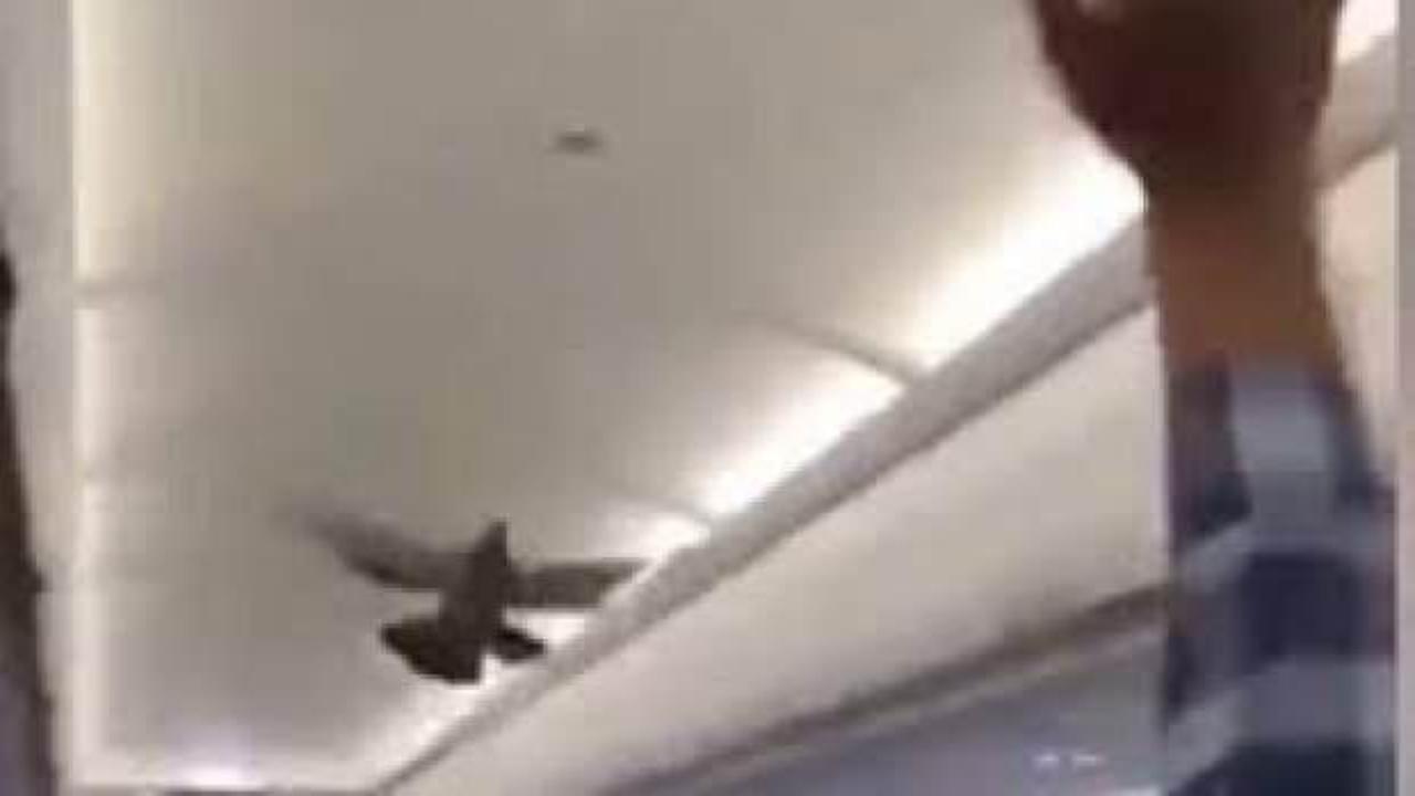 Yolcu uçağına güvercin girdi