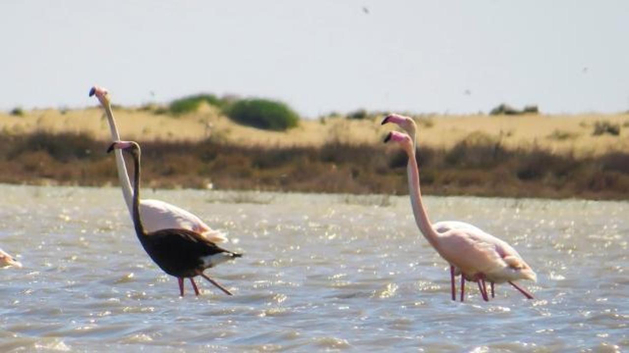 Siyah flamingo tekrar Türkiye’de