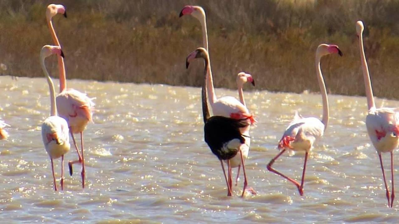 Siyah flamingolar yıllar sonra yeniden Türkiye'yi tercih etti