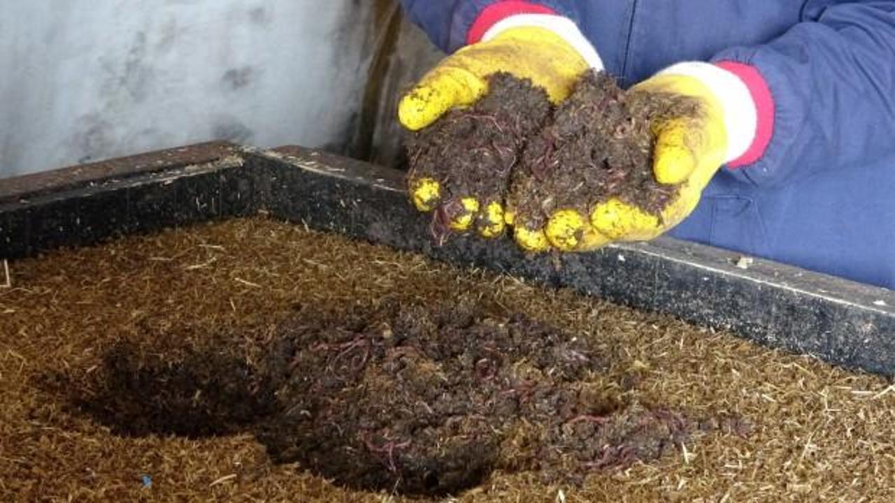 15 milyon solucan ile organik g&uuml;bre &uuml;retiyor