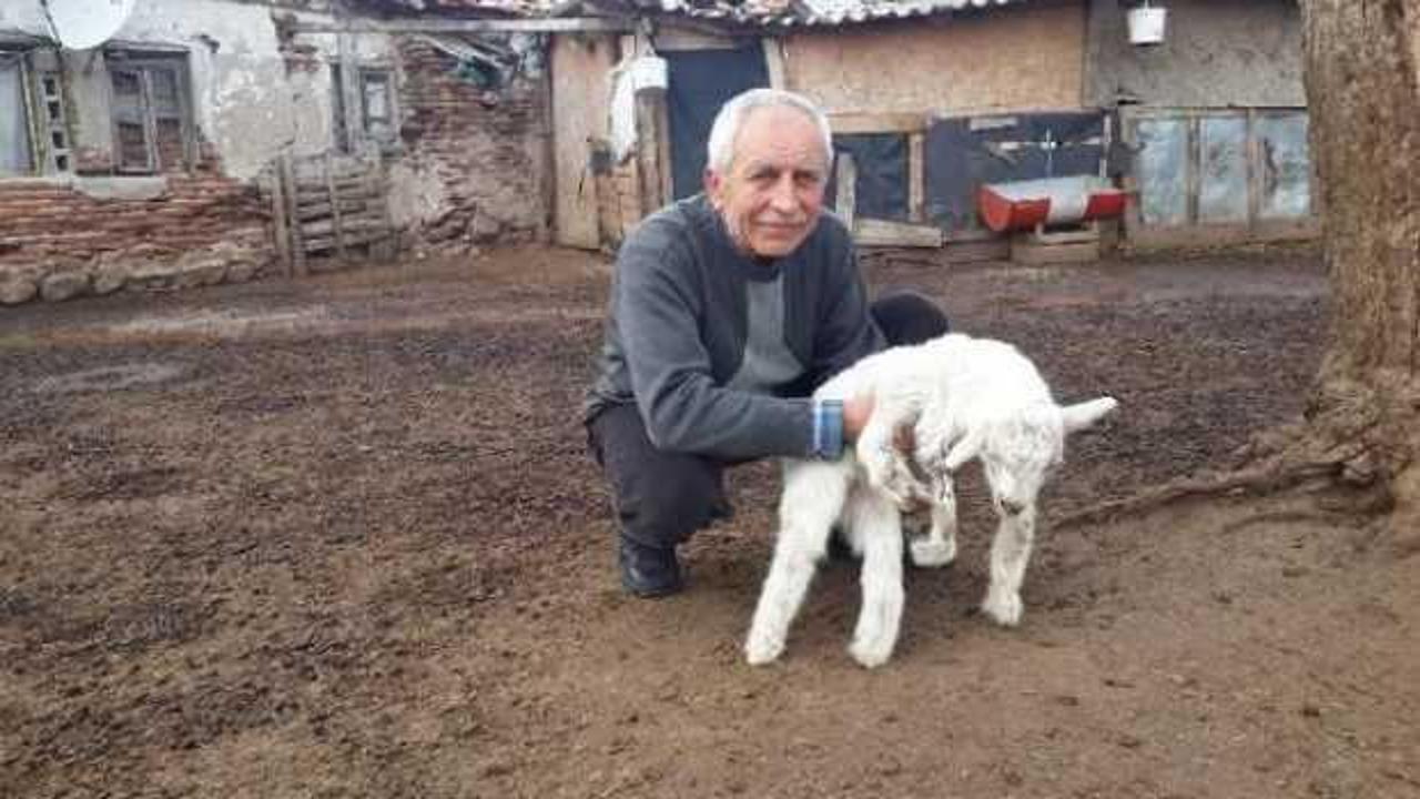 5 ayaklı oğlak ayağa kalkamıyor