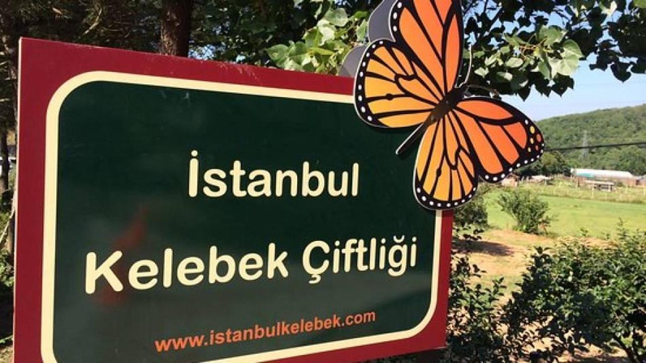 Beykoz Kelebek çiftliği nerede? Nasıl gidilir? Giriş ücretleri ne kadar?
