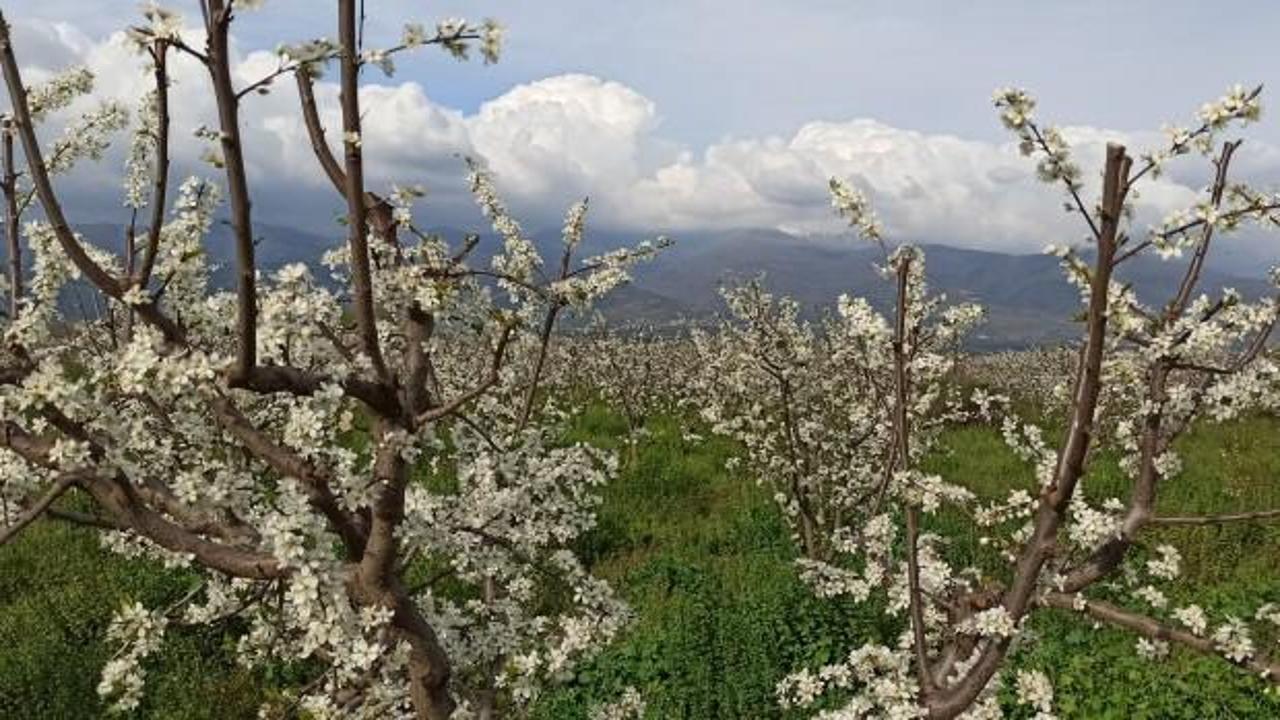 &Ouml;demiş ovası erik beyazı ile kaplandı