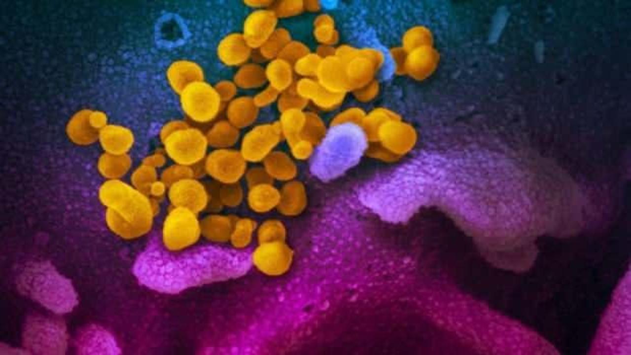 Mısır'da koronavirüs kaynaklı can kaybı 10'a yükseldi