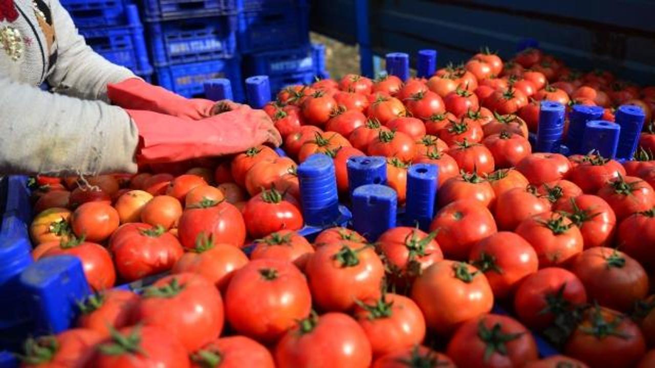Koronavirüs domatesin kilosunu 1 liraya düşürdü