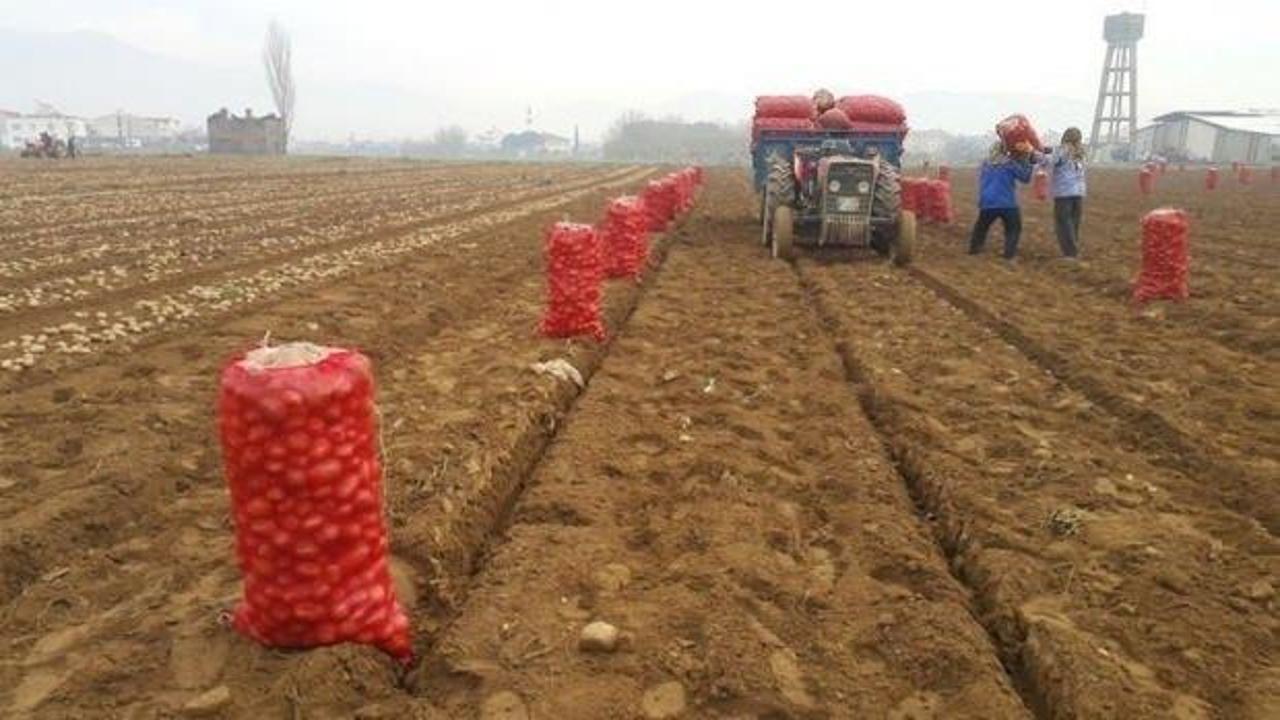 Adana'da bu sezon 230 bin ton patates hasadı bekleniyor