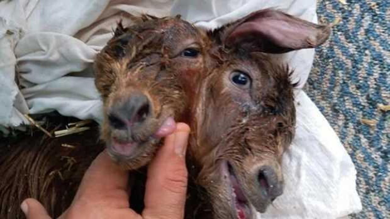 Antalya'da şaşırtan olay! Bu halde d&uuml;nyaya geldi