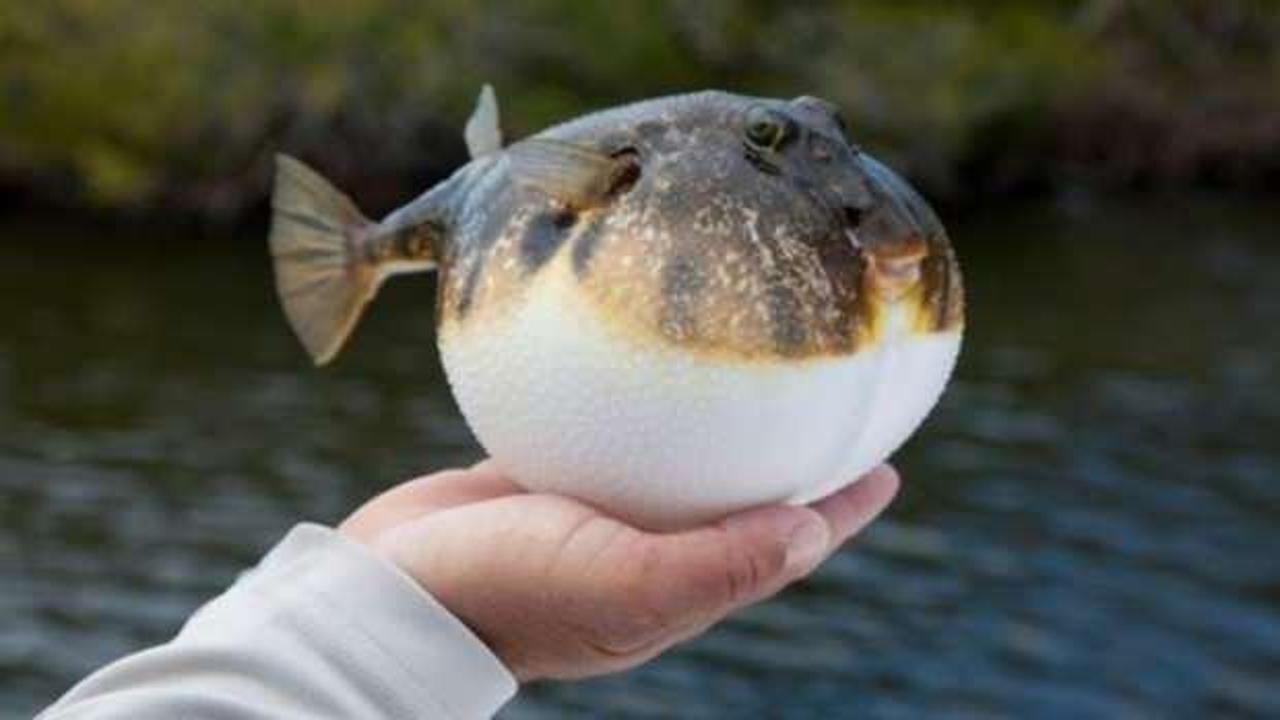 1 kilo getirene 5 TL... Her isteyen balon balığı avlayamayacak