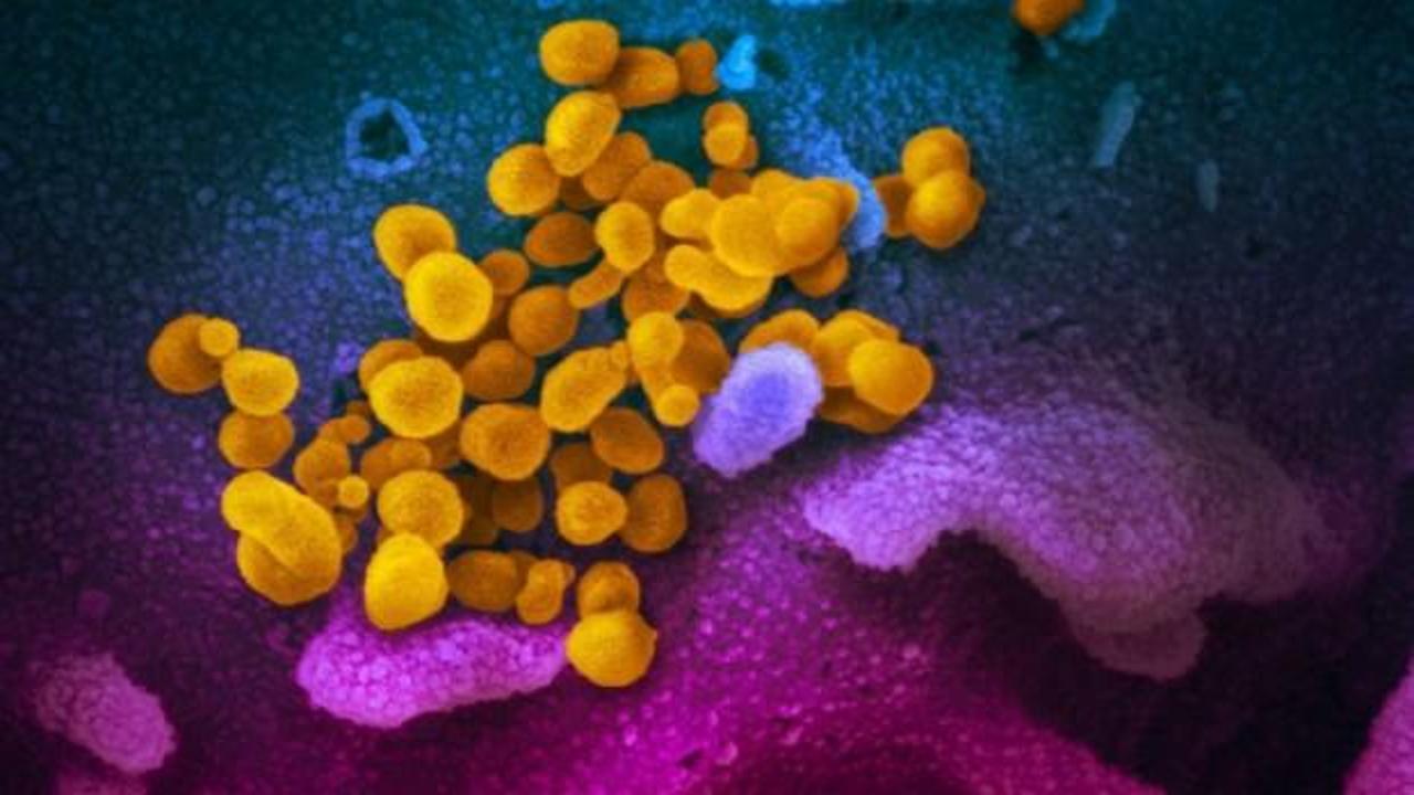 Bilim insanlarından korkutan açıklama: Mutasyona uğramış 40 koronavirüs bulundu