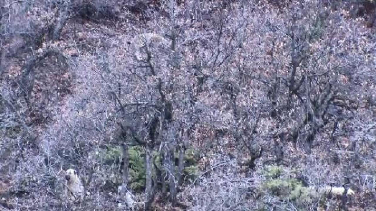 Köpekler saldırınca çıktığı ağaçta mahsur kalan vaşak kurtarıldı