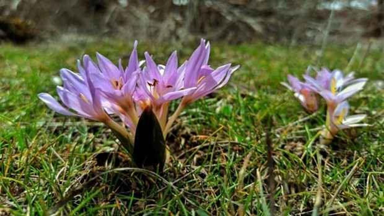 Munzur Vadisi bahar çiçekleriyle süslendi