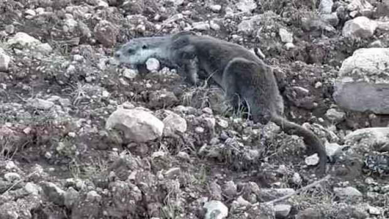 Siirt&rsquo;te yavru su samuru doğal ortamına bırakıldı