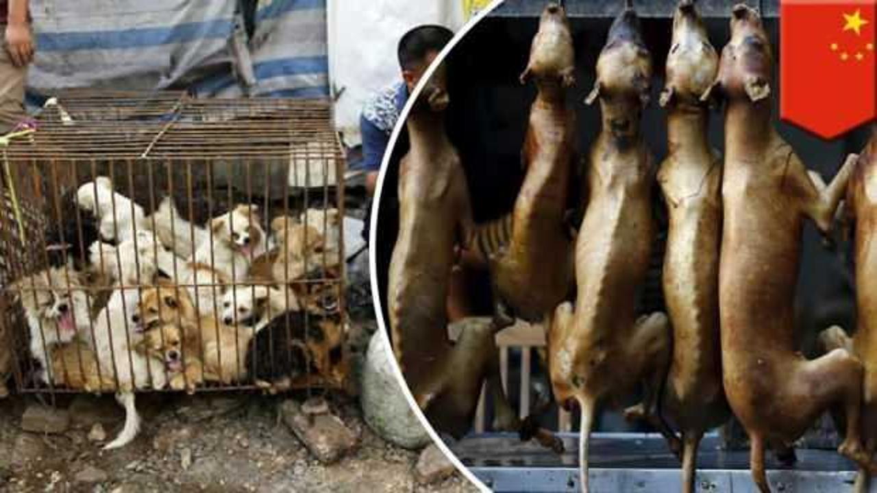 Shenzhen şehri, kedi ve köpek yemeyi yasaklayan ilk Çin kenti oldu