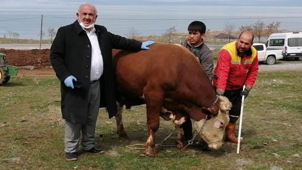 Ahırında bulunan en b&uuml;y&uuml;k tosunu bağışladı