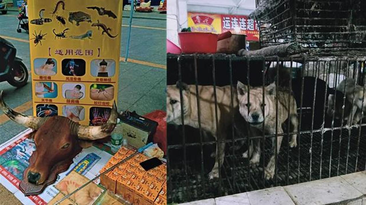 'Virüs bitti' diyen Çin'de tepki çeken görüntüler! Vahşi hayvan pazarı tekrar kuruldu