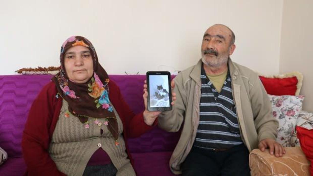 10. &ccedil;ocuğumuzdu" dedikleri &lsquo;&Ccedil;ınar&rsquo; isimli kediyi arıyorlar