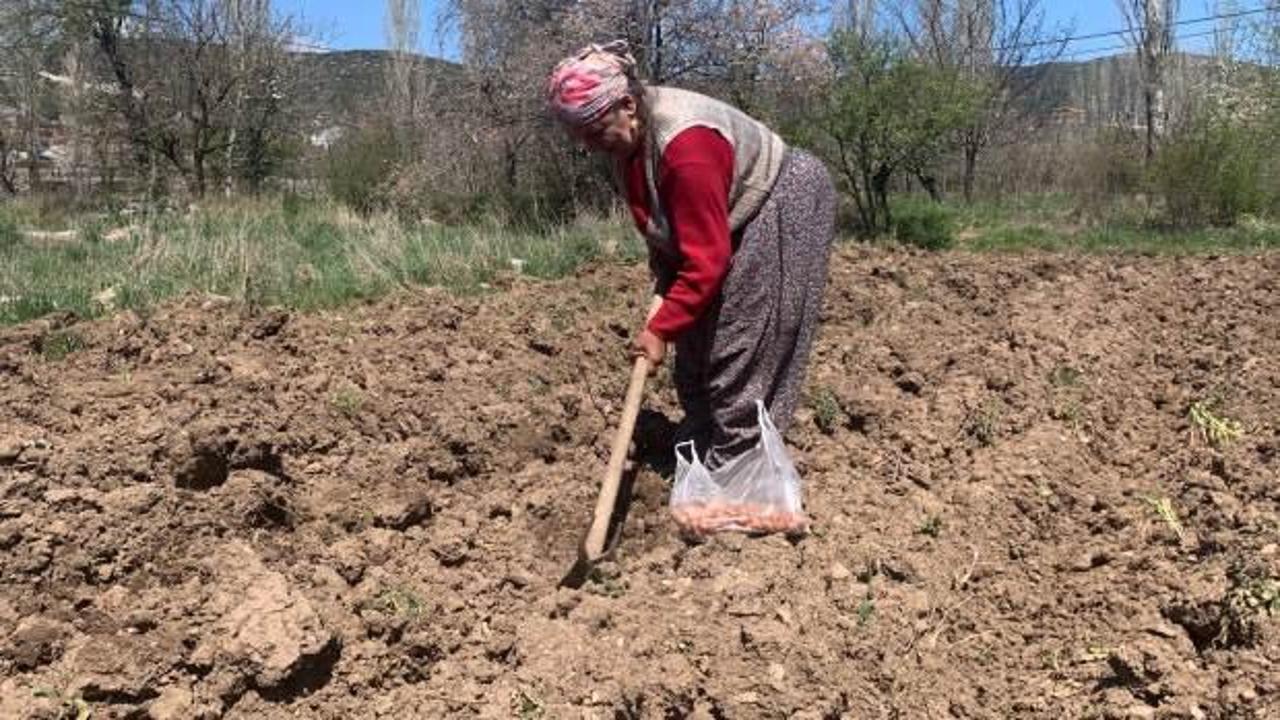76 yaşındaki eşi dışarı çıkamadığı için tarlasını tek başına çapalayıp ekiyor