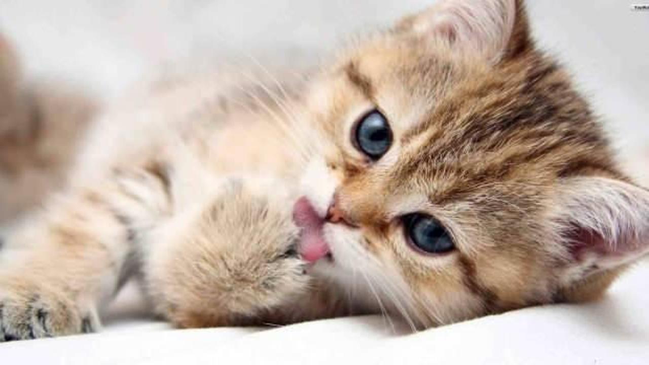 ABD'de dikkat çeken araştırma: Koronavirüsten en çok kediler etkileniyor