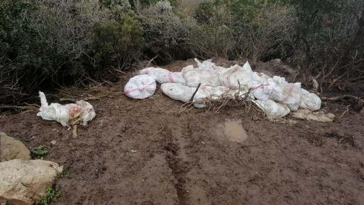 Araziye 400 tavuk ölüsü atan çiftlik sahibine 88 bin lira ceza