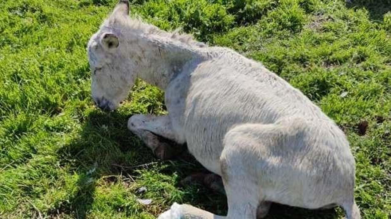 Ayağı kopan katır tedavi altına alındı