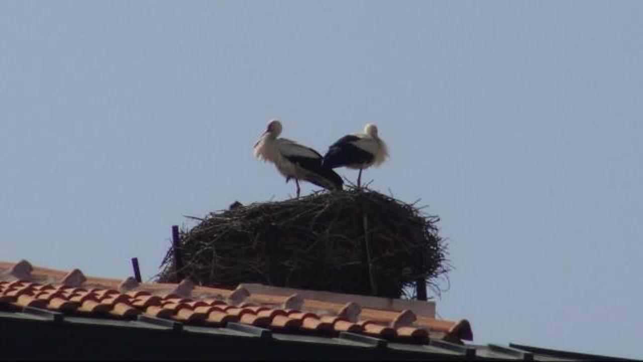 Belediyenin ger&ccedil;ek sahibi binlerce kilometre u&ccedil;arak geldi