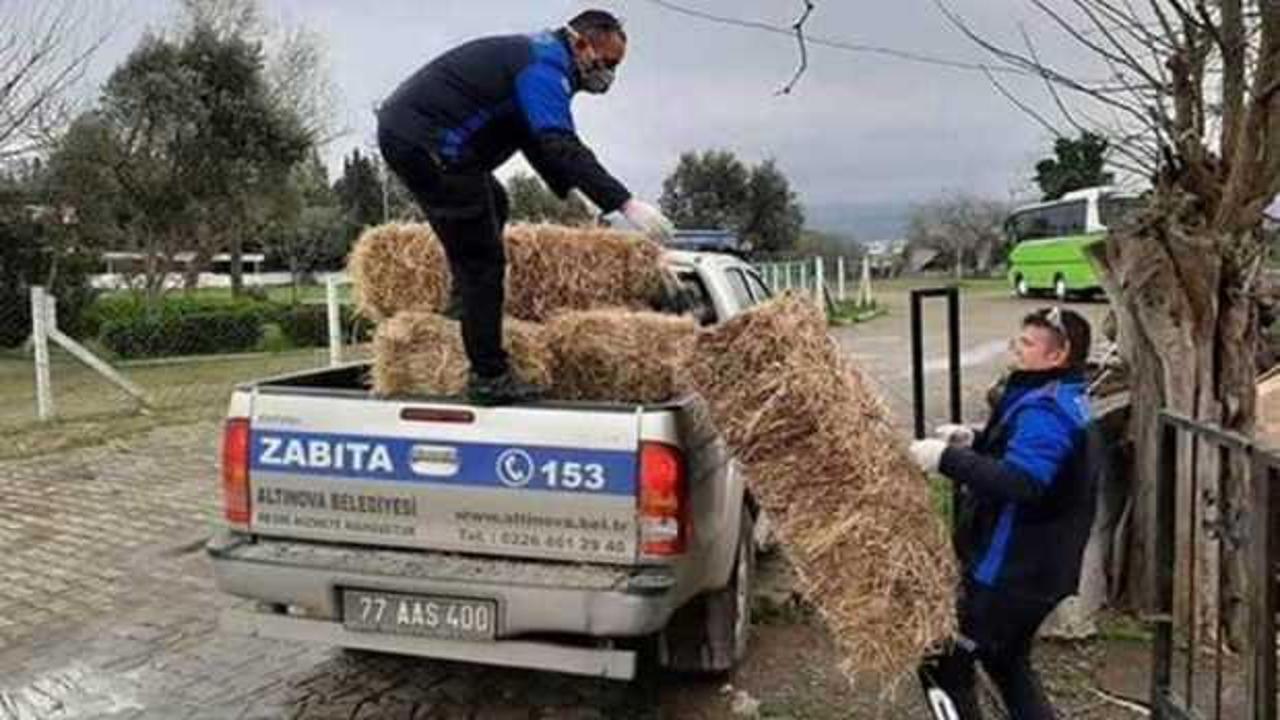 Hayvanların yemini zabıta ulaştırdı