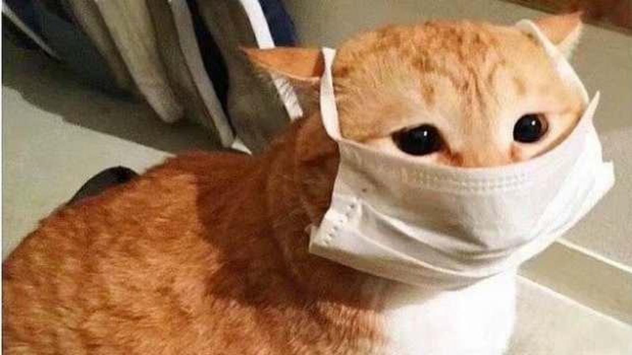 ABD'de ortaya çıkartıldı! Koronavirüste kedi tehlikesi