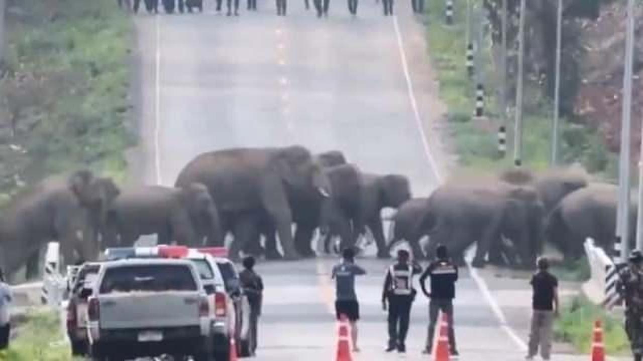 Tayland'da caddeyi fil sürüsü bastı