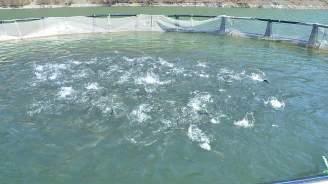 Alabalık tesisinden 300 kg balık &ccedil;aldılar