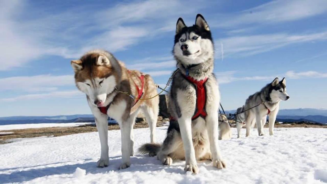 Finlandiya'da Haski köpekleri, geyikler ve kar motosikleti safari deneyimi