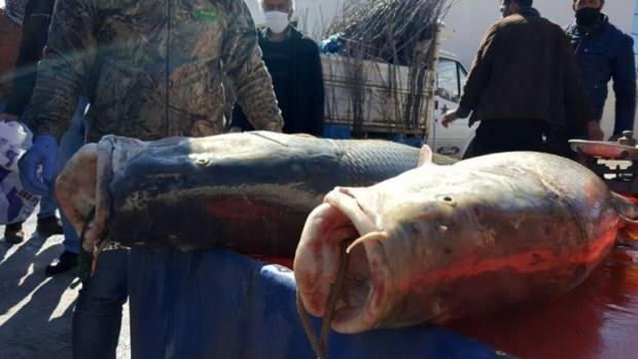 Dev balıkları g&ouml;r&uuml;nce vir&uuml;s&uuml; unuttular!