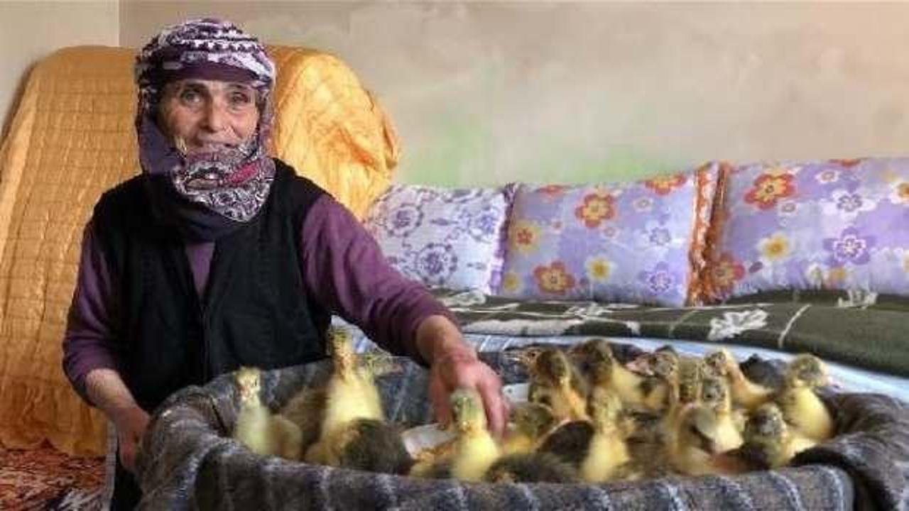 Hediye nine, kaz ve hindi yavrularını odada b&uuml;y&uuml;t&uuml;yor