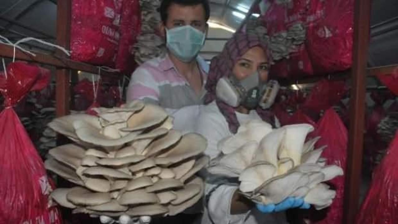 İstiridye mantarı, gen&ccedil; &ccedil;iftin ge&ccedil;im kaynağı oldu 