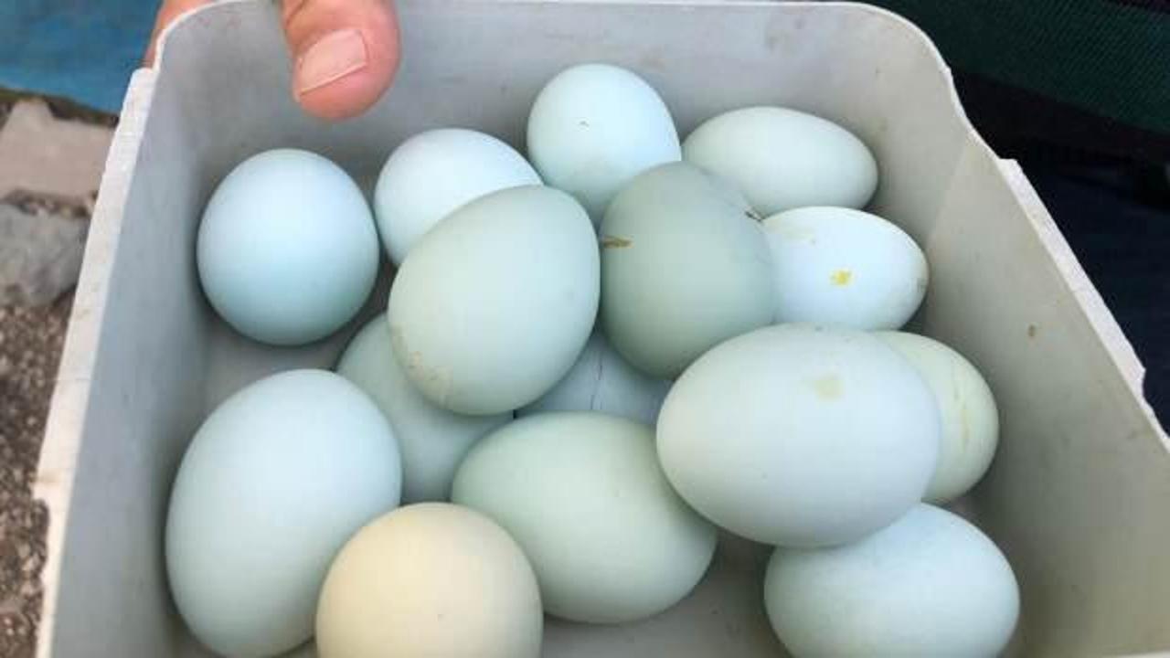 Mavi yumurtlayan tavuk g&ouml;renleri şaşırtıyor