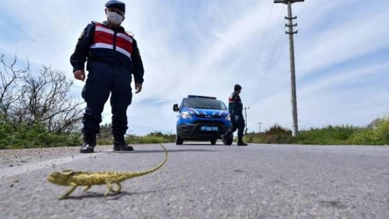 Şaşırtan g&ouml;r&uuml;nt&uuml;! Jandarma onun i&ccedil;in trafiği durdurdu