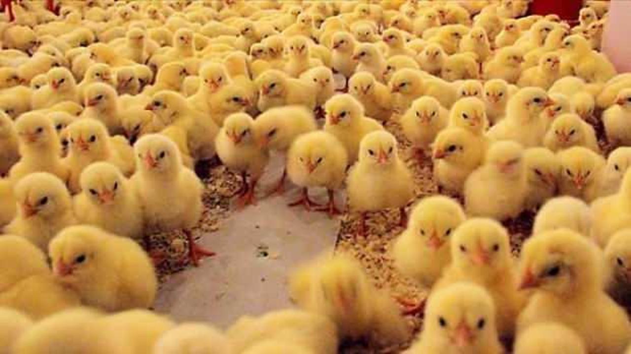 Tavuk tüketimi azalan İran'da yüzbinlerce civciv itlaf edildi 