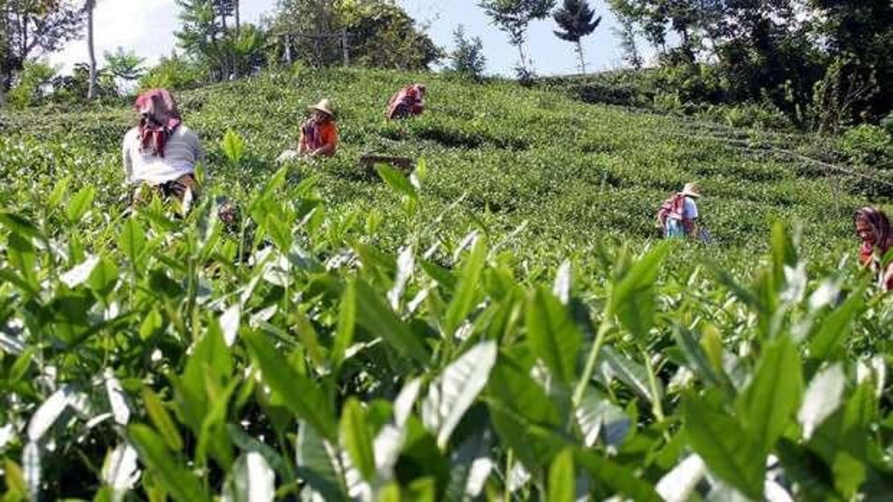 Yaş çay üreticileri 30 Nisan'a kadar Rize'ye gelebilecek