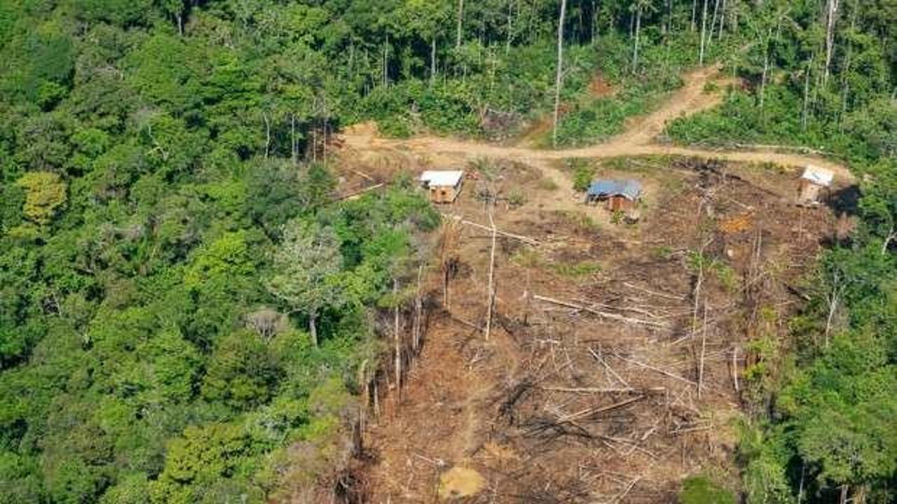 Amazon yağmur ormanları karantina günlerinde 2 kat daha hızlı yok oldu
