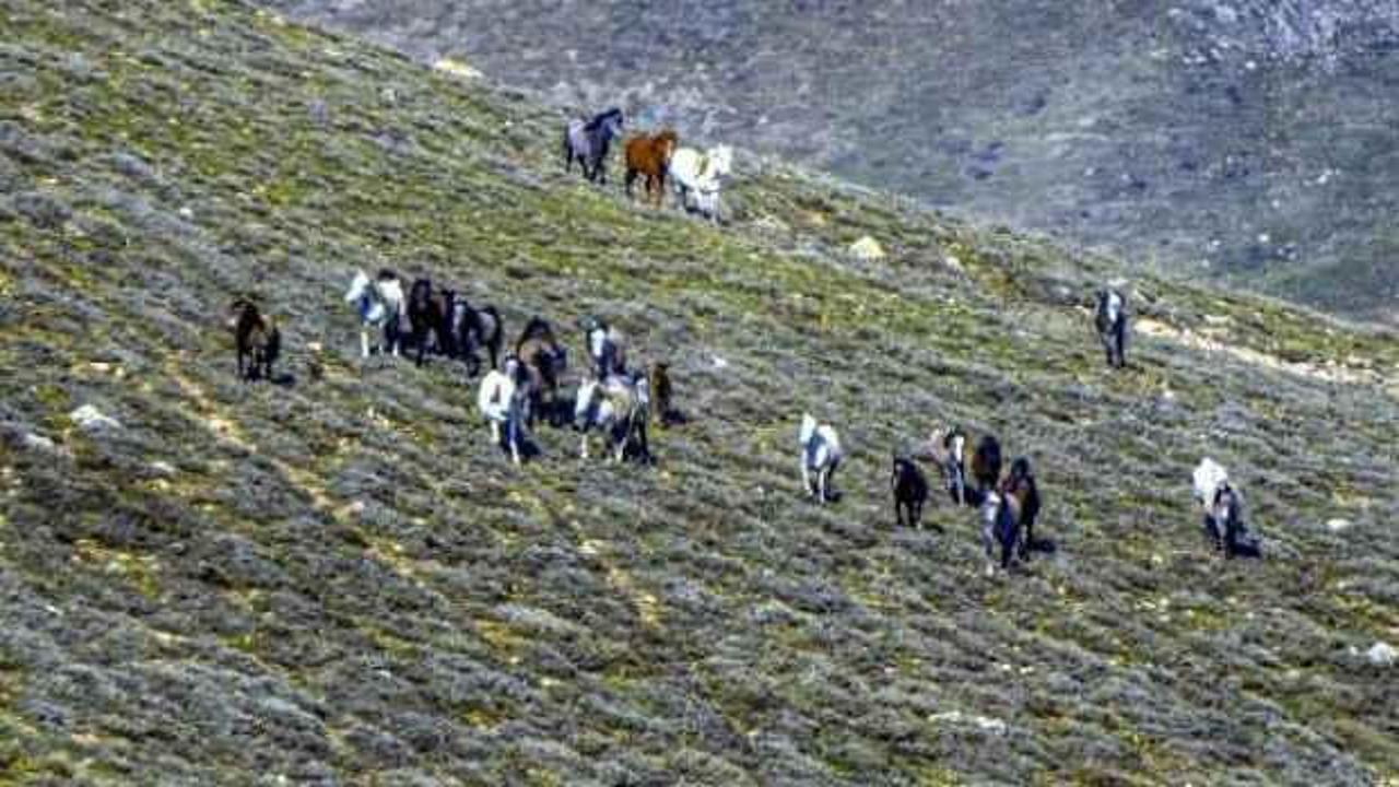 Emir Dağları'ndaki yılkı atları, havadan g&ouml;r&uuml;nt&uuml;lendi