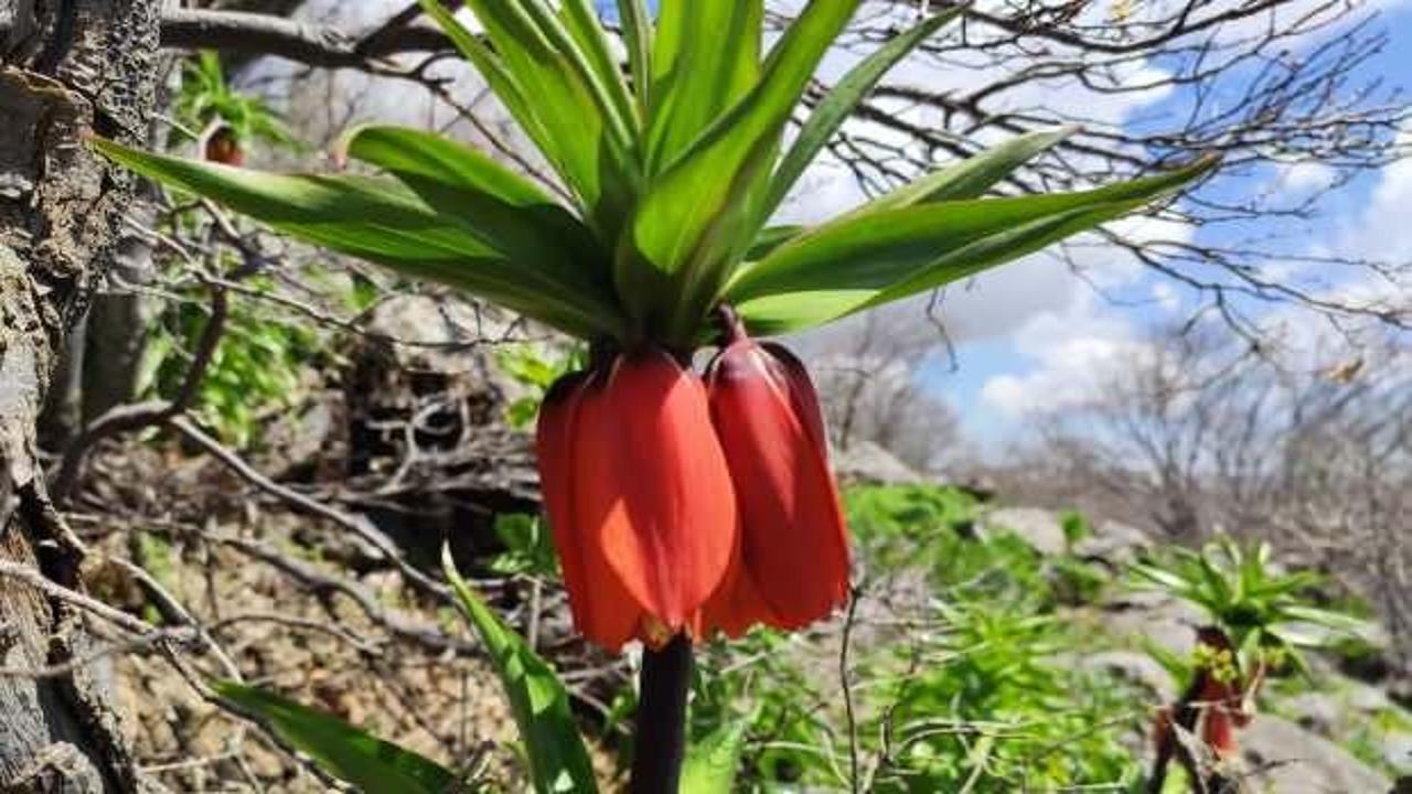 Helkız Dağında yetişen ters laleler g&ouml;renleri hayran bırakıyor