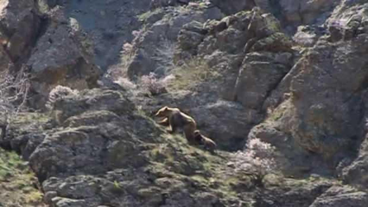 K&ouml;y yakınlarına inen ayı ailesi b&ouml;yle g&ouml;r&uuml;nt&uuml;lendi