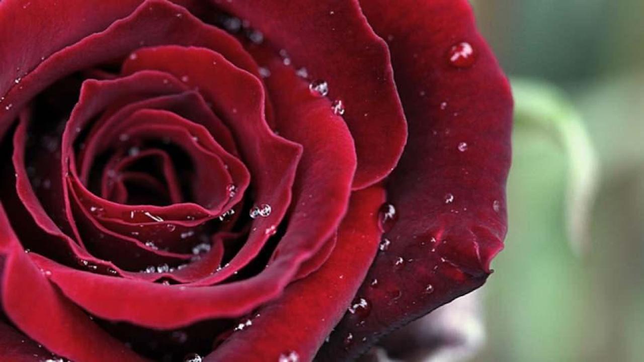 Peygamberimiz nasıl uyur ve otururdu? Yüz üstü yatmak günah mı? Oturma ve uyuma adabı...