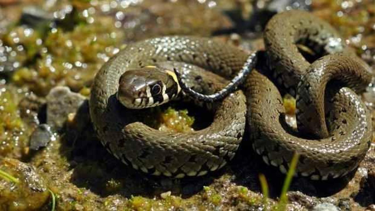 Profesörden yılanları öldürmeyin uyarısı